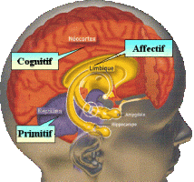 cerveau-primitif-affectif-cognitif-émotion-stress-apprentissages